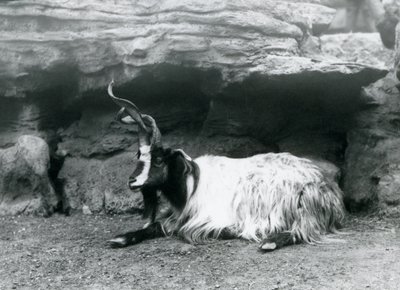 Capra dalle corna ricciolute allo zoo di Londra, giugno 1922 da Frederick William Bond